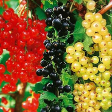 TRIO - VERMELHO -PRETO-- BRANCO -GROSELHA- - 3 plantas frescas prontas para envio comprar usado  Enviando para Brazil