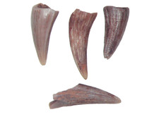 Triassic bull canyon for sale  WAKEFIELD