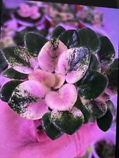 African violet rob for sale  Cedar Park