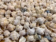 100 stück muscheln gebraucht kaufen  Hummeltal