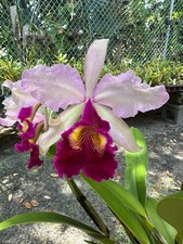 Rare classic cattleya for sale  Melbourne