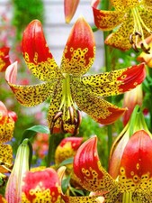 Lilium fusion bulb for sale  MELTON MOWBRAY