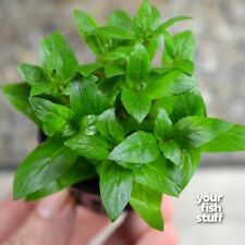 Staurogyne repens live for sale  Lebanon