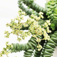 Talee crassula marnieriana usato Talee crassula marnieriana usato  Giugliano in Campania