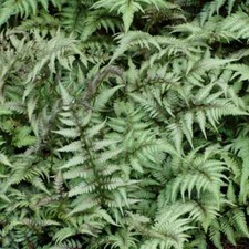 Japanese painted fern for sale  Statesboro
