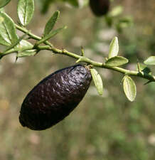 Citrus australasica black usato  Napoli