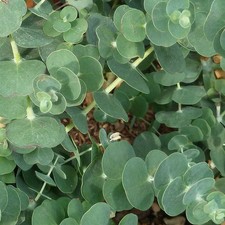 Eucalyptus gunnii baby d'occasion  Pouzauges