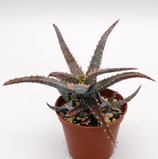 Aloe millotii rare d'occasion  Cagnes-sur-Mer