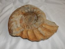 Großer ammonit fossil gebraucht kaufen  München