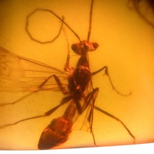 Detailed wasp burmese for sale Detailed wasp burmese for sale  GILLINGHAM