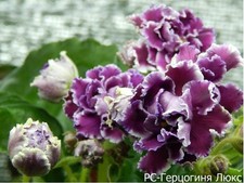 Herzogin lux usambaraveilchen gebraucht kaufen  Dortmund