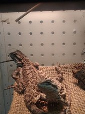 Hammock reptile bearded for sale  Plattsmouth