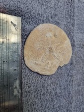 Fossilized sand dollar for sale  LONDON