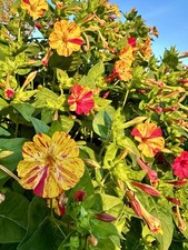 Wunderblume mirabilis mix gebraucht kaufen  Stollberg, Niederdorf
