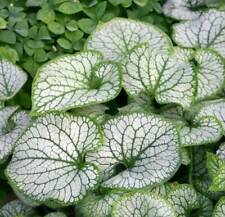 Brunnera macrophylla alexander for sale  WALLINGFORD