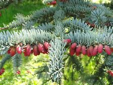 Noble fir 10 for sale  Allentown
