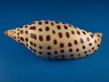scaphella junonia for sale scaphella junonia for sale Kapolei