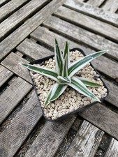 Agave victoria reginae d'occasion  Pau