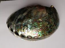 Beautiful large abalone for sale  CARRICKFERGUS