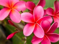 Pink plumeria fresh for sale  Kailua Kona
