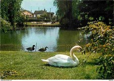 Animals birds swan d'occasion  Expédié en Belgium