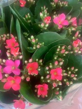Rooted pink kalanchoe for sale  Woodhaven