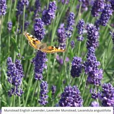 Lavender munstead perennial for sale  Sevierville