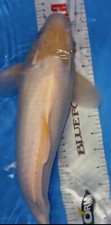 Large white koi for sale  Findlay