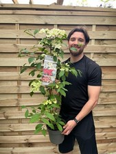 Viburnum kilimandjaro sunrise for sale  OLDHAM