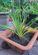 Stammbildende palmlilie kerzen gebraucht kaufen  Everswinkel