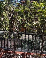 Piante alloro 7 usato  Roma