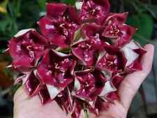 Hoya megalaster plant d'occasion  Expédié en Belgium