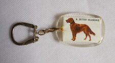 Chien setter irish d'occasion  Expédié en Belgium