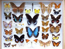 Entomologie schmetterlinge kas gebraucht kaufen  Haibach