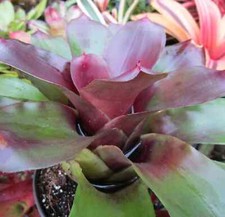 Buy save bromeliad for sale  Miami