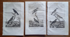Buffon.. ornithologie passerea d'occasion  Saint-Cyprien