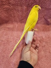 Bb85 yellow indian for sale  Hill City