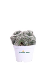 Pianta chamaecereus silvestrii usato  Santeramo in Colle