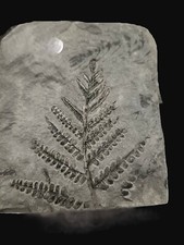 Felce fossile del usato  Gradisca d'Isonzo