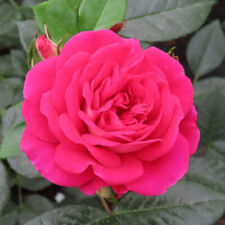 Pamela rose 3l for sale  PETERBOROUGH