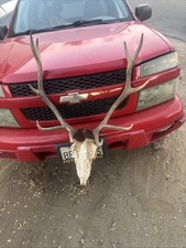 Elk antlers wild for sale  Oakhurst