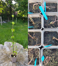 Gardeners hop plants for sale  MALPAS