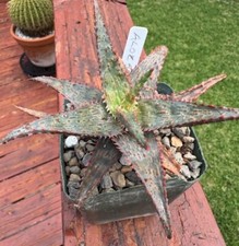 Aloe spike rare for sale  Austin