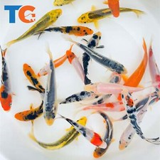 Standard fin koi for sale  Martinsville