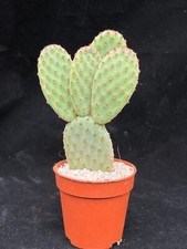 Opuntia rufida prickly for sale  LEIGH