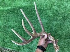 Big brown 75inch for sale  Devine
