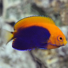 African flameback pygmy for sale  Garden City