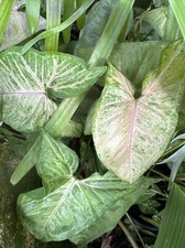 Pink arrowhead vine for sale  Merritt Island