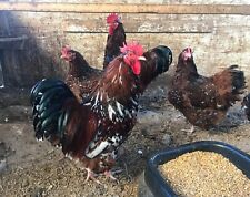 Jubilee orpington hatching for sale  Williamsburg