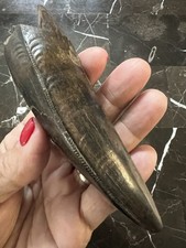 Rex tooth dinosaur for sale  Miles City